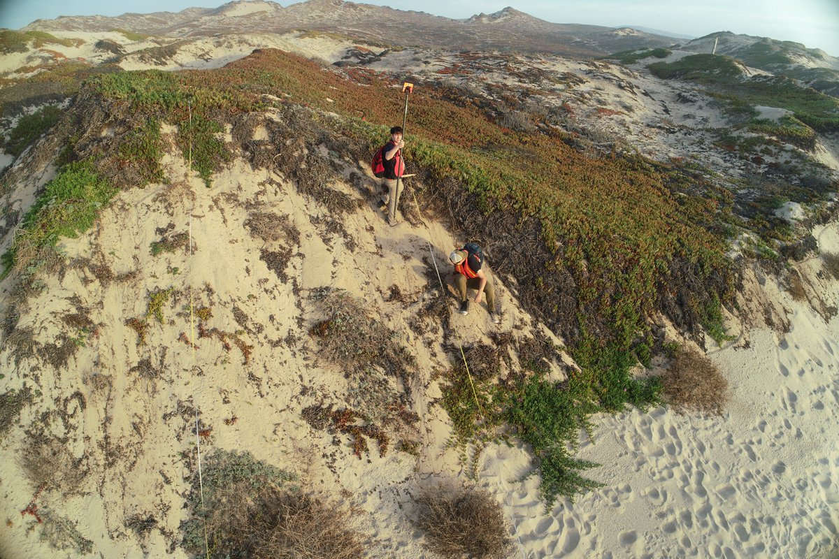 GeomorphJimmy's tweet photo. Livin' the dream at @CSUMB. GEOL 360 students helped with long-term monitoring of coastal dune erosion in S. Monterey Bay using drone and land surveying techniques following the 2020 closure of a nearby sand mine ahead of this year's El Niño. @csumb_aes @csumbscience https://t.co/diBgJLNLTS
