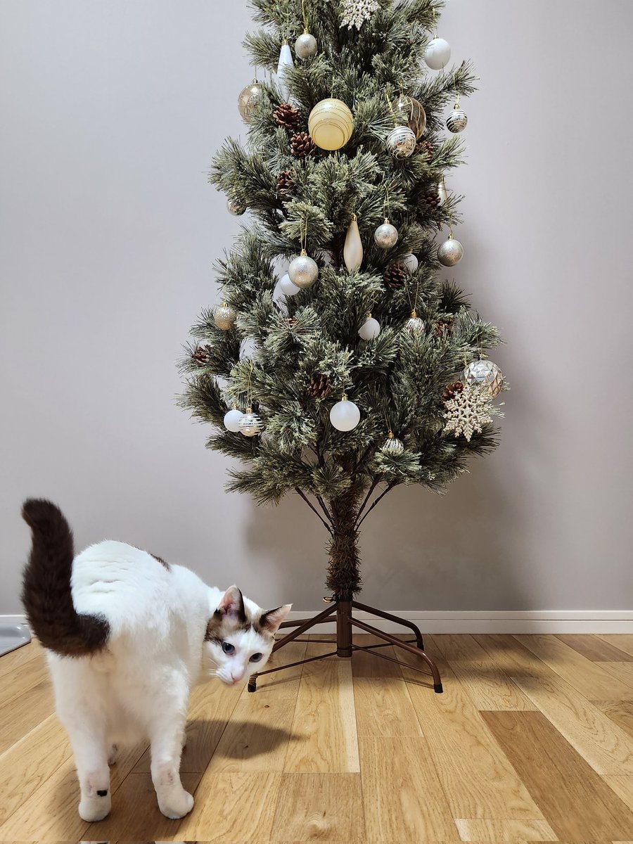 tsukune216's tweet image. クリスマスツリーを撮ろうとすると「ボクの写真撮るの？」って駆け寄ってニャンω見せてくる猫