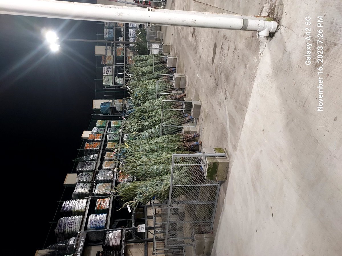 Get your Pre Thanksgiving Xmas tree at your local home Cheapo !