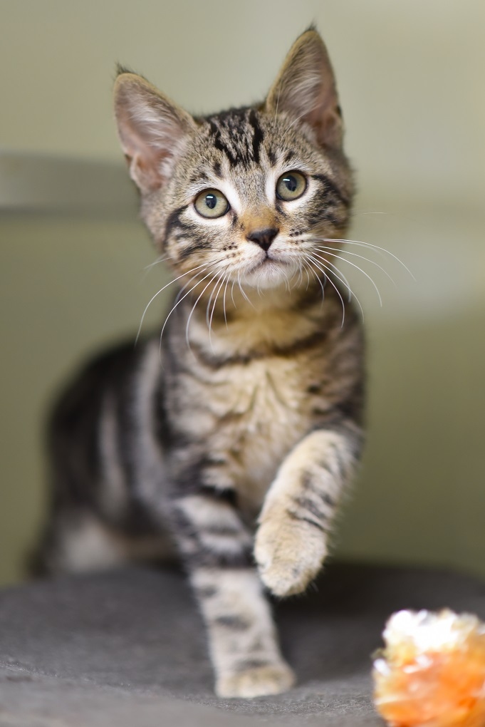 Berkeley Humane tweet media