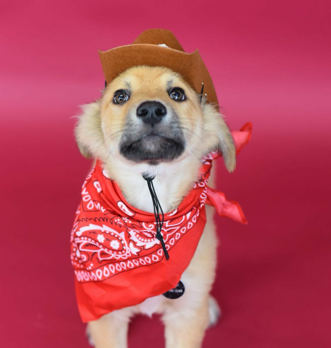 Berkeley Humane tweet media