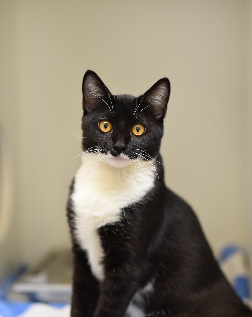 This is the perfect weather for your very own personal fuzzy cuddlebug! All sizes and colors, and they're one-of-a-kind. Come pick out yours this Friday through Monday 11am-4pm! 😆🥰🐾 berkeleyhumane.org/adopt