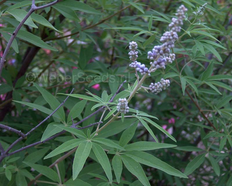 _Woman_health's tweet photo. #Todaynews #health Post, #Chastetreeberry Inhibits Proteins Associated with the Onset of #InflammatoryDiseases, Researchers Show https://t.co/7lPoHBP0Zn https://t.co/xJftTUOyec