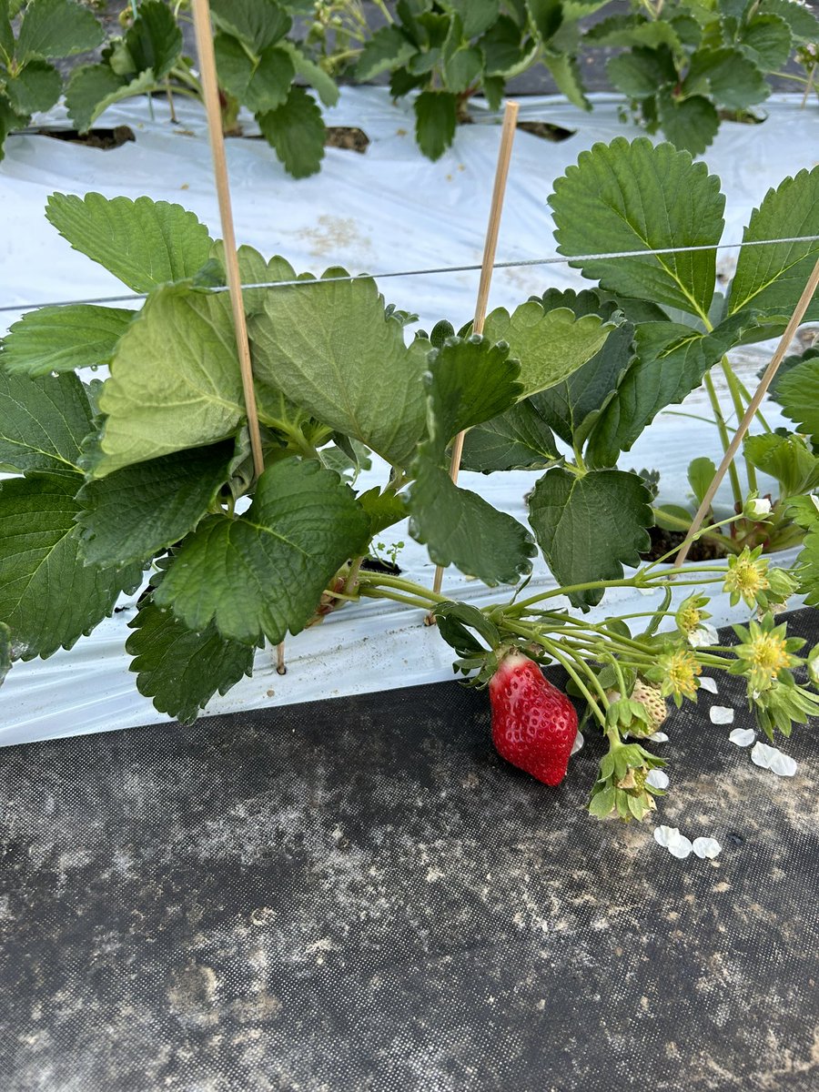 golfplayer76's tweet photo. #磯本農園 #糸島 #いちご修行者🧘‍♀️
#収穫
始めての収穫作業🍓
ドキドキ💓 https://t.co/je3qBiLz9T