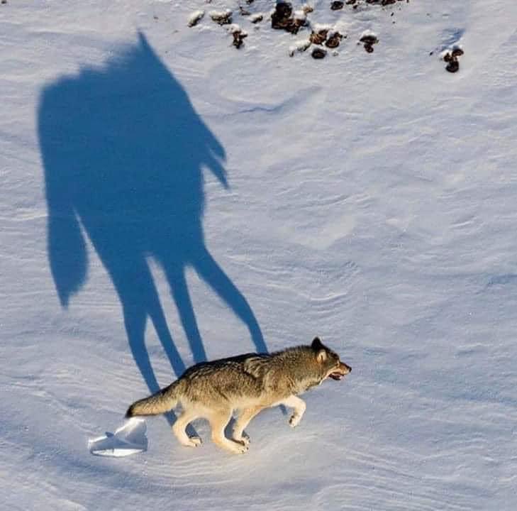 Though small in absolute numbers, #wolves have an outsized impact. A keystone species, they keep nature in balance and ecosystems healthy. 

The slaughter taking place in Idaho, Montana, and Wyoming is an affront to nature and an abrogation of state stewardship responsibilities.