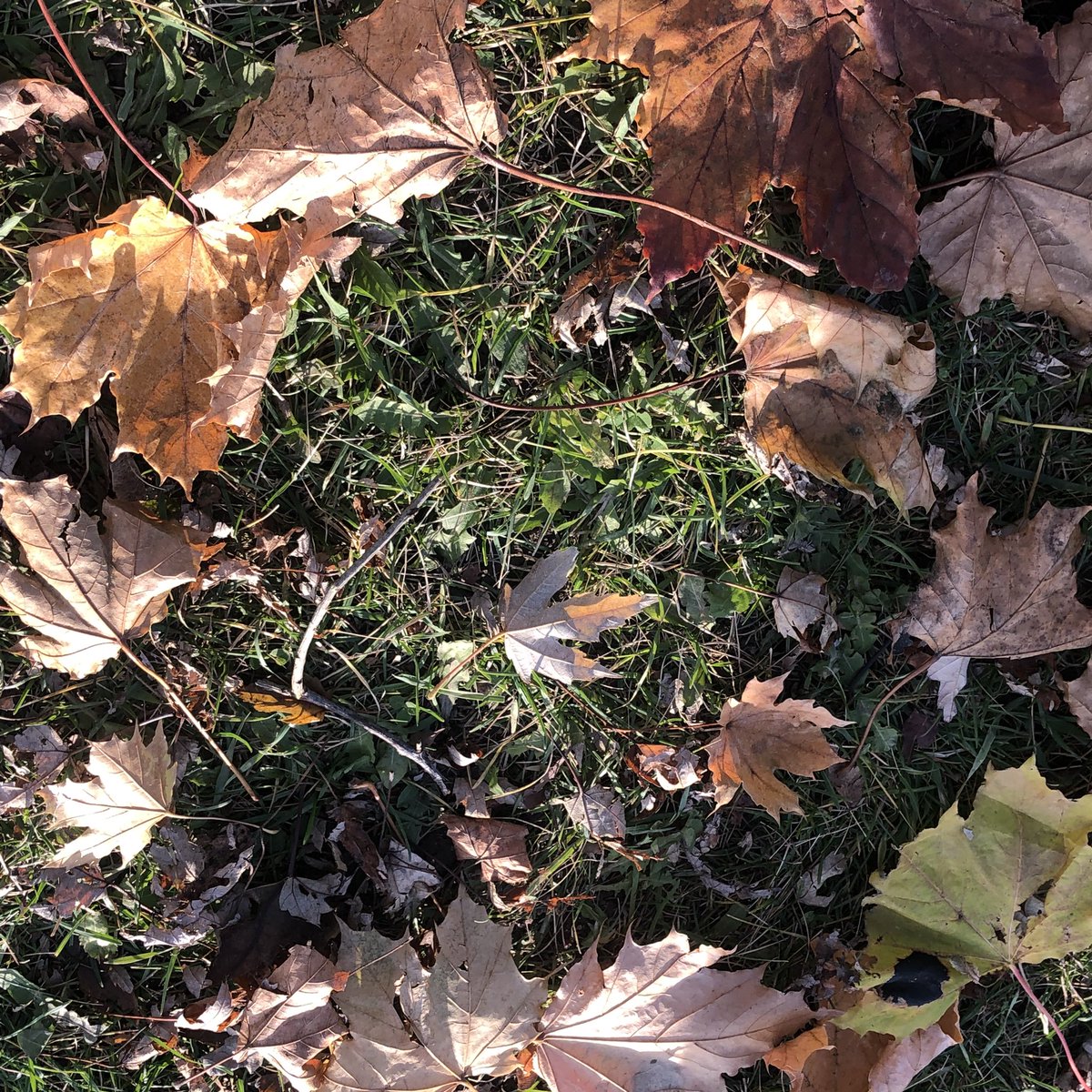 On créer des visages avec la nature <a href="/LordStrath_LDSB/">Lord Strathcona PS</a>. In making faces with leaves, rocks and small pieces of wood, we are learning the names for nose (nez), eyes (yeux) and mouth (bouche).