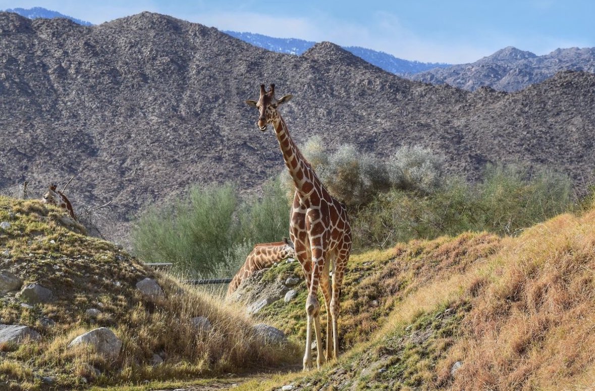 The Living Desert Zoo and Gardens Coachella Valley Photo! - by photosbylauragreen