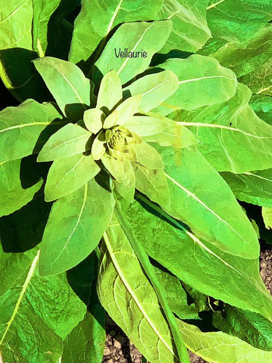 VijayEllaurie's tweet photo. @SlavomiraVac2 A budding Mullein plant #green #colourgreen #mygarden #mullein #herbalplants #medicinalplants #nature #naturalmedicine #plantphotography #gardening #GardeningX #GardenersWorld https://t.co/GoHHhg6SOs