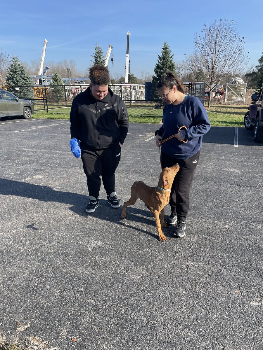 MFitzTeach's tweet image. It’s always a good day when you get to play with dogs! Today I took some of my #ToolsforChange students to Helping Hounds as part of our service learning project. Students learned about the rescue, walked some dogs, and helped socialize some puppies. What a great day! #ilovemyjob