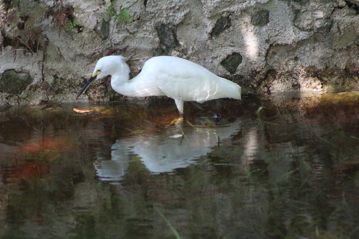 Garceta en la UT de Cancún...