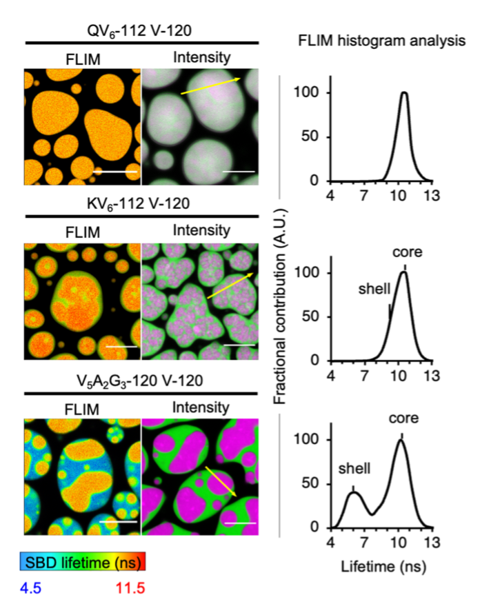 Westlake_Uni's tweet photo. A recent study by Xin Zhang @kfzhangxin group discovered that micropolarity governs the structural organization of multilayered biomolecular condensates. Using innovative fluorescence lifetime imaging microscopy (FLIM) coupled with in-house developed environmental sensitive fluorophores, researchers in Zhang lab found that the micropolarity of each condensate subcompartment defines their arrangements and miscibility, both in test tubes and in live cells. The finding highlights the previously underestimated role of microenvironment in the regulation of multiphasic membraneless organelles.
https://t.co/lTO53SgVPx
