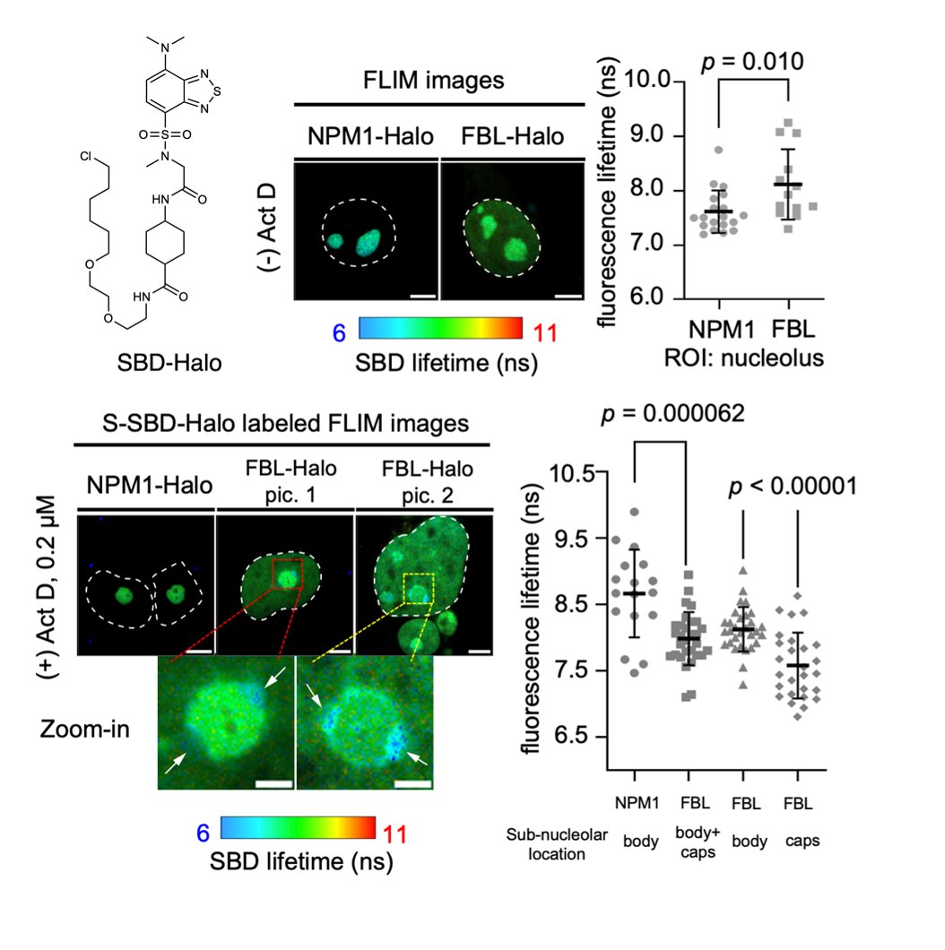 Westlake_Uni's tweet photo. A recent study by Xin Zhang @kfzhangxin group discovered that micropolarity governs the structural organization of multilayered biomolecular condensates. Using innovative fluorescence lifetime imaging microscopy (FLIM) coupled with in-house developed environmental sensitive fluorophores, researchers in Zhang lab found that the micropolarity of each condensate subcompartment defines their arrangements and miscibility, both in test tubes and in live cells. The finding highlights the previously underestimated role of microenvironment in the regulation of multiphasic membraneless organelles.
https://t.co/lTO53SgVPx