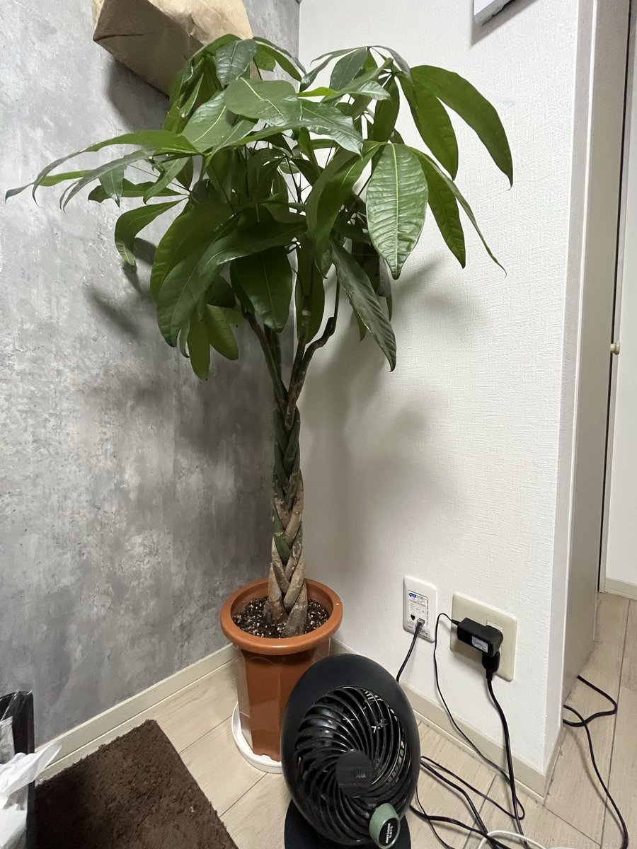 bc_8f8f's tweet photo. 社会人になってから少しだけ金回りも良くなって、気合い入れてでかい木買ったら１ヶ月で枯れ果てて鬱 https://t.co/J11kPM5BaU