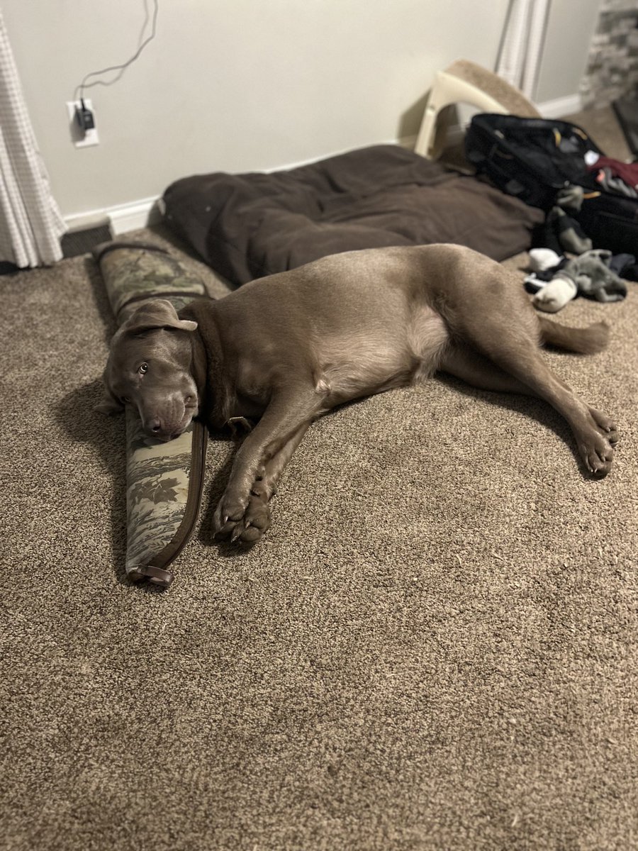 Packing for a 7 day pheasant trip. When she’s laying on your gun case I think she’s ready to go!  ⁦@pheasants4ever⁩ ⁦@BobStPierre⁩ #silverlab