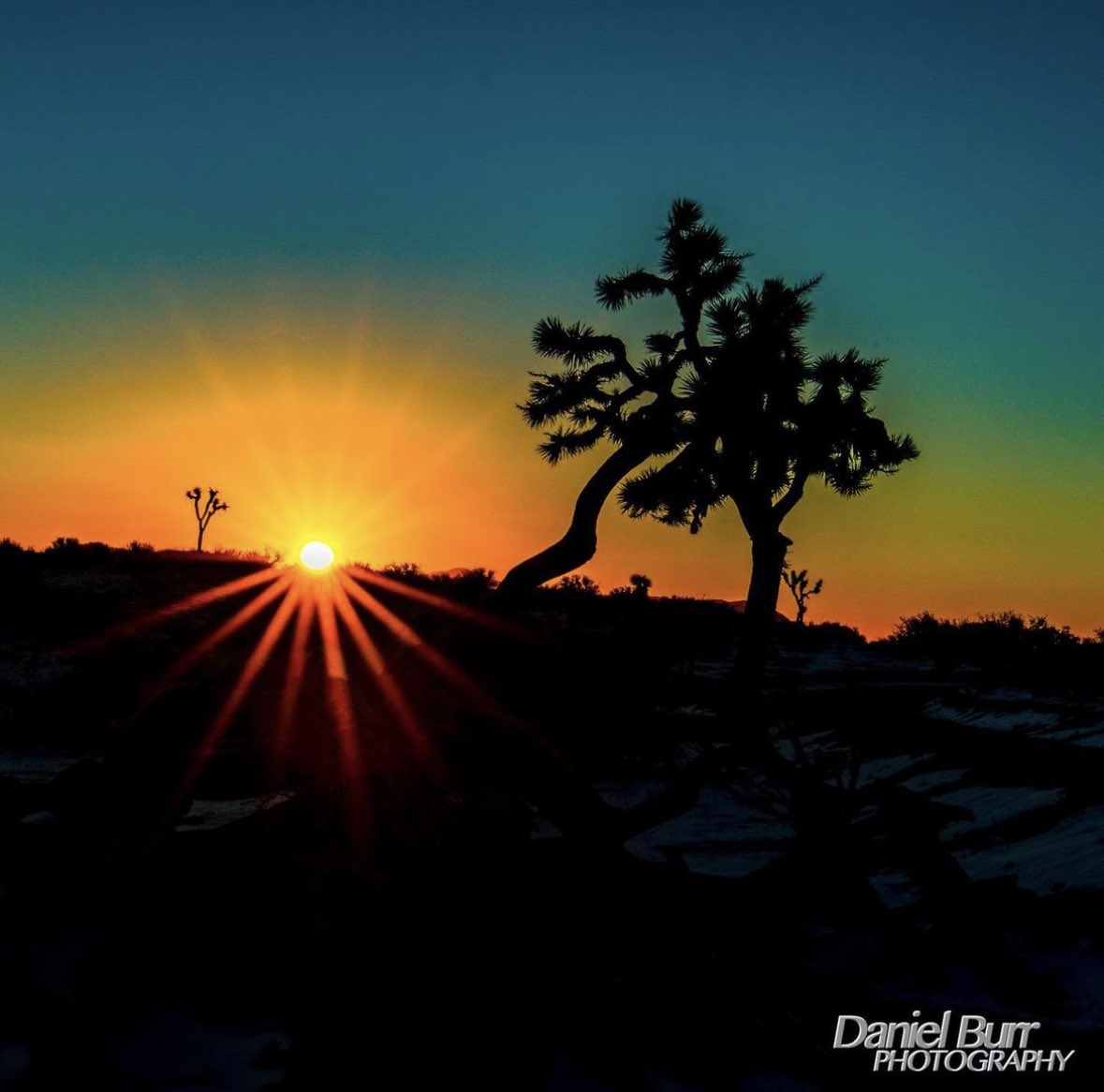 Joshua Tree Coachella Valley Photo! - by danielburrphotography