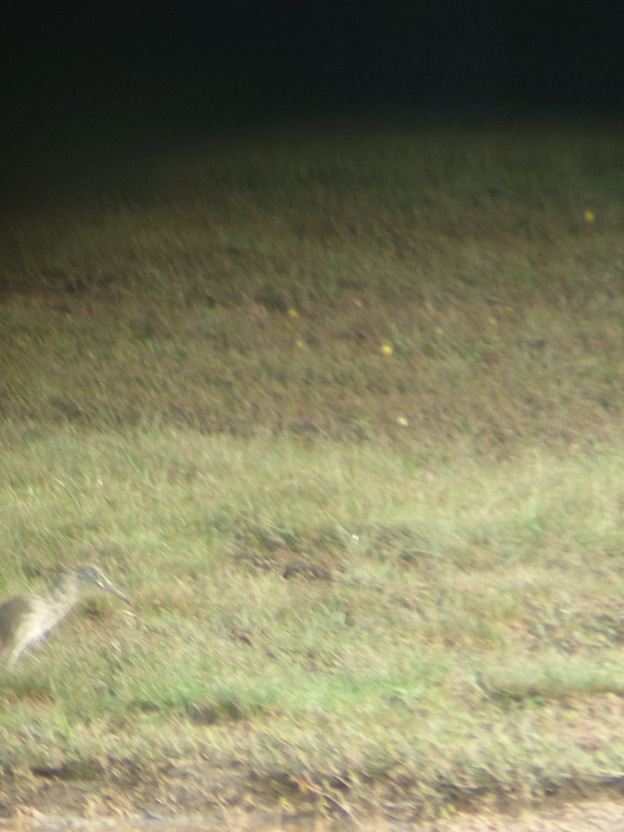 Believe it or not, there is a common snipe in this picture <a href="/TheIneptBirder/">The Inept Birder</a>