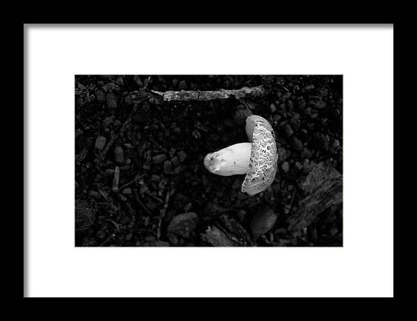 Heather_in_SC's tweet photo. Wild Mushroom Framed Print by Heather Kitchen https://t.co/bucc92lYOL #printsale #wallart #prints #professionalphotographer #canvasprints #artsale #sampleprints #art #printsforsale #proprints #photography #sale #print #artist #contemporaryart #fineartphotography https://t.co/JkUJLsUThl