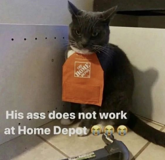 ShowYourCat's tweet photo. https://t.co/7RnH7f6oYl