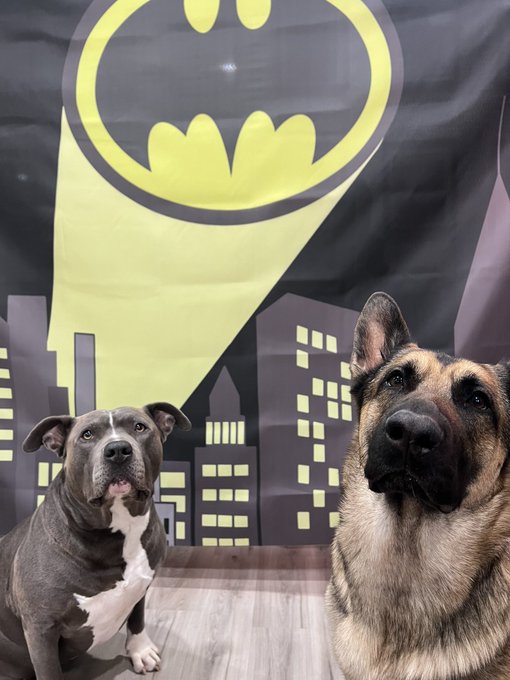 Puppies crashing the cosplay set lol https://t.co/JShZhwDXXc