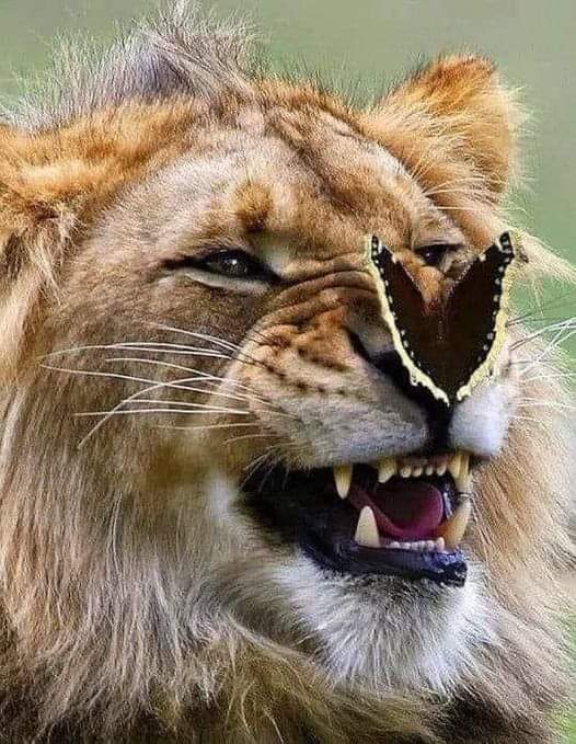 Lion King 👑 it's me who have allowed butterfly 🦋 to sit on my nose ... Don't you dare to think about it 🤔 It's my life 🧬🤣 Happy weekend 🥳😁