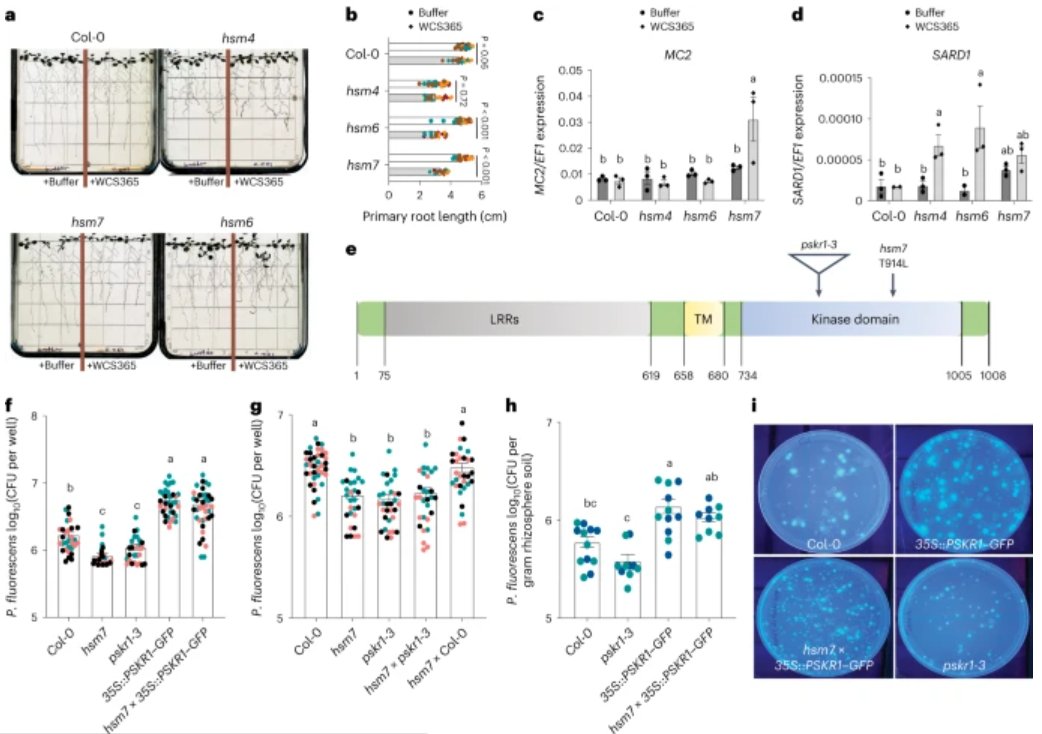 New Article: 'PSKR1 balances the plant growth–defence tradeoff in the rhizosphere microbiome' rdcu.be/driOM To avoid autoimmunity against the microbiome, plants use PSKR1-mediated regulation of SA signalling to tune the growth–defence balance in response to microbiota.