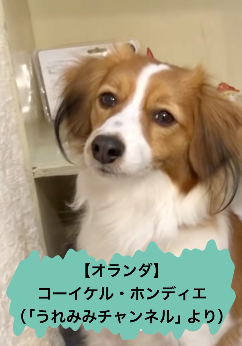 おびき寄せる犬】 大谷翔平選手の愛犬は、 コーイケル・ホンディエ