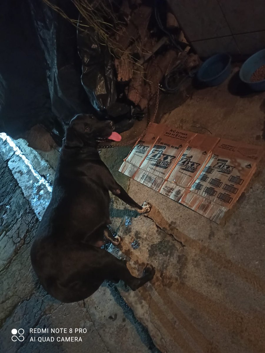 ApadrinaColitas's tweet image. Nos piden ayuda para ESTA perrita Cuesta $60 la ESTERILIZACION y $45 El trasprote
Nos dicen que Los vijilantes le tiran patas a la perrita no quieren que Los perros la anden siguendo y la violen va entrar en Celo porfavor evitemos que vengan mas VIDAS a sufrir 
Apoya a Negrita