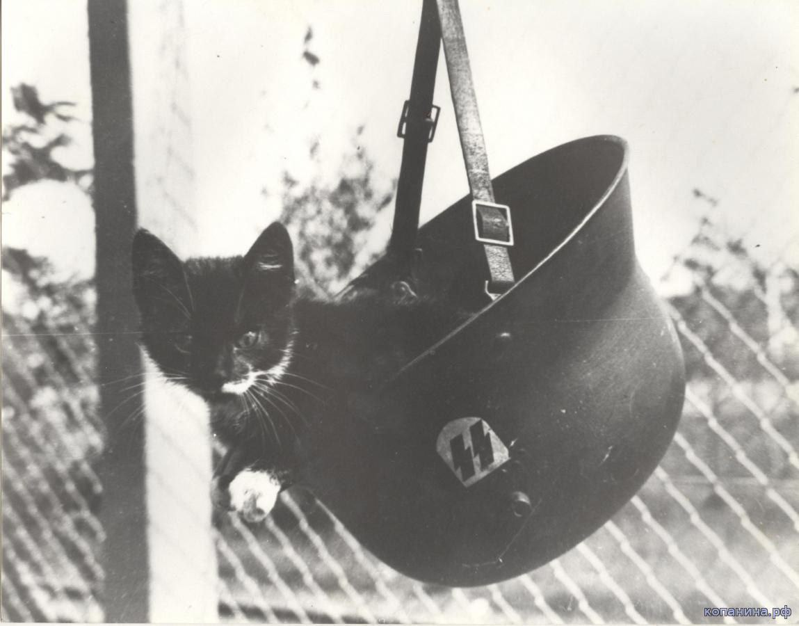 stop_antiwhite's tweet photo. Kitten Waffen... the thread
#KittenWaffen #TheyLiedAboutGermany #JusticeForGermany #GazaHolocaust https://t.co/EqFsF5H4pm