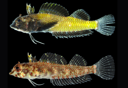Zootaxa's tweet photo. A #newspecies of the genus Enneapterygius (#Perciformes: Tripterygiidae) from Japan and the Philippines, with a synopsis and synonymy of related species
https://t.co/5FDwYxVPoo
#Taxonomy https://t.co/OLLApr4zyg
