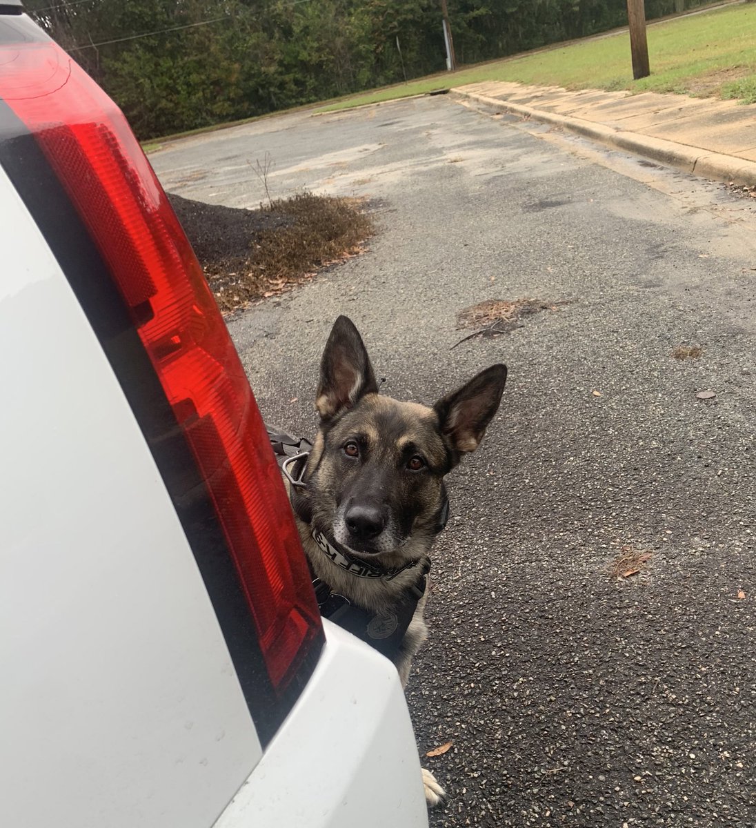 Ghost wants dad to hurry up and open the hatch so he can jump in & get himss toys… his facial impatience speaks volumes. Hurry up, Dad!! Geesh! #DailyDoseOfK9Ghost