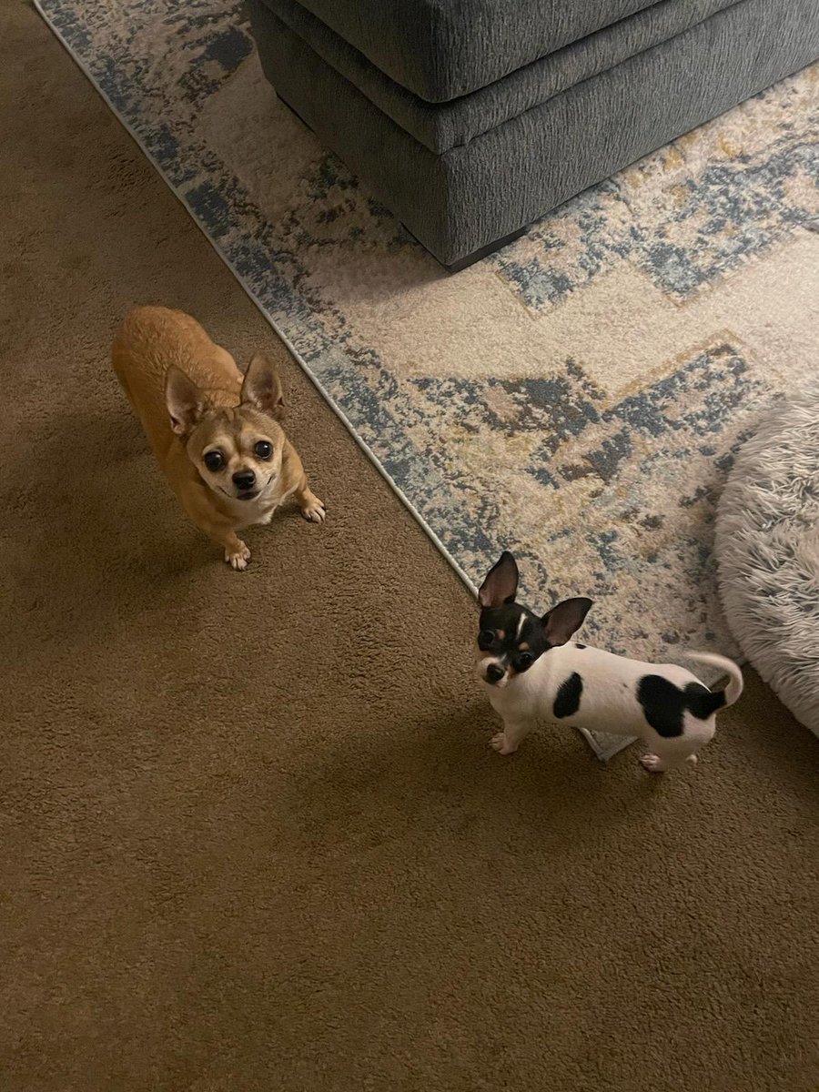 Give us snacks, now!!! #DogsofTwitter ##DogsofX #Chihuahua