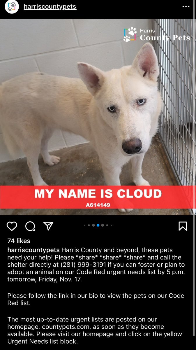 Y’all please share… Harris County Pets posted on its instagram the pictures of about 10 pets that are on the euthanasia list come tomorrow 11/17 5pm!!!!!

Can anyone foster/adopt? 😭 check their IG for details!