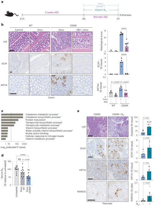 Online now! Vitamin B12 is a limiting factor for induced cellular plasticity and tissue repair dlvr.it/SyxJw9