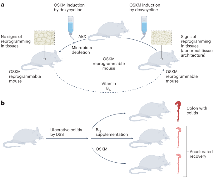 Nature Metabolism tweet media