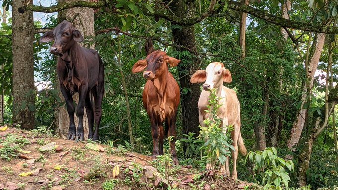 I saw this cows in the morning They are so cuteee 😍  I love living in the countryside https://t.co/Y<a href="/tag/givingtuesday"class="tags"><span>#givingtuesday</span></a><a href="/tag/tuesdayvibe"class="tags"><span>#tuesdayvibe</span></a><a href="/tag/tuesdaymotivatio"class="tags"><span>#tuesdaymotivatio</span></a>