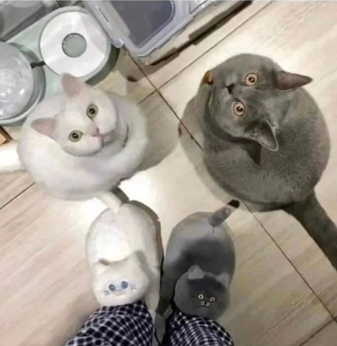 Posts Of Cats (@postsofcats) on Twitter photo 