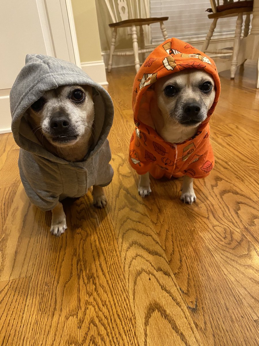amysbennett's tweet photo. Our boys in their hoodies! https://t.co/XIHicSXshu