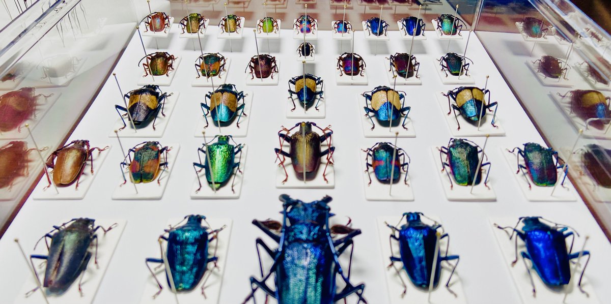 EvertStrange's tweet photo. Cerambycidaes
they can also be colorful🌈 https://t.co/YRVkvQfgXX