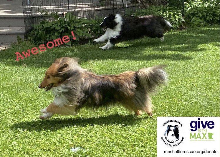 We’re less than 3 hours from the #GiveToTheMaxDay finish line! 🏁 We still have matching funds on the table to double your donation! #ThankYou 💜🐾 givemn.org/organization/M…

#MnSheltieRescue #sheltie #GTMD23