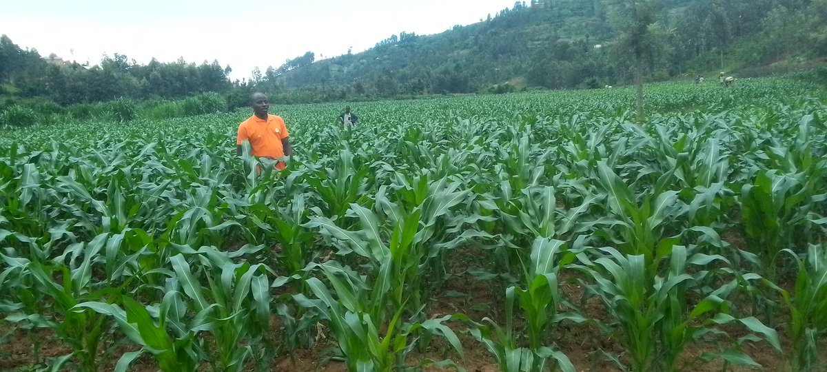 EvyOfficial22's tweet photo. Local government with farmers in Fertilizer DAP Subsidiaries Top dressing https://t.co/iaqM532fT1