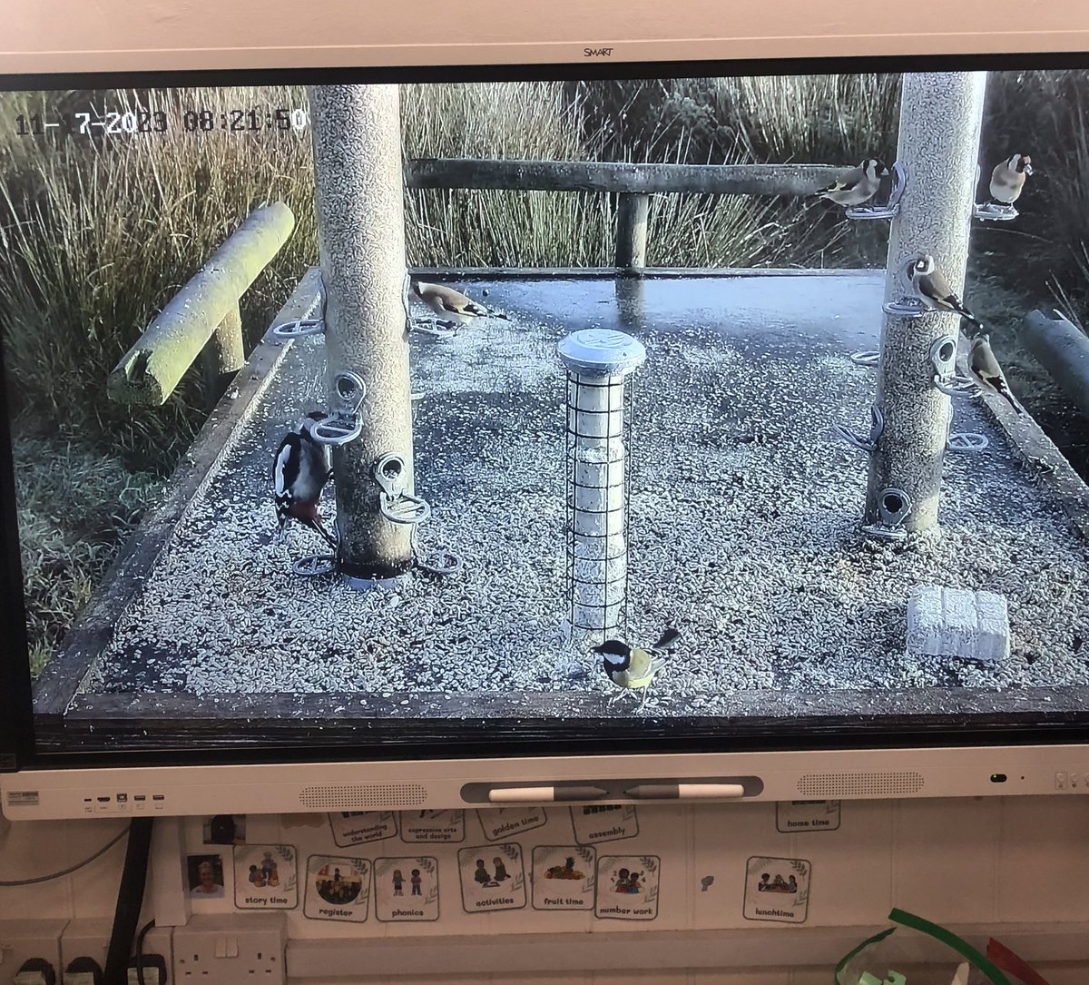 Sam Lloyd (@samlloyd389_sam) on Twitter photo Feeder cam up and running ready for today’s maths lesson… how many Goldfinches can you see? Great resource for early years counting, subitising AND learning their birds 💚#pamphillfirstschool <a href="/harbourbirds/">Birds of Poole Harbour</a>
<a href="/DorsetBirdClub/">Dorset Bird Club</a>
@EYFSF Feeder cam up and running ready for today’s maths lesson… how many Goldfinches can you see? Great resource for early years counting, subitising AND learning their birds 💚#pamphillfirstschool <a href="/harbourbirds/">Birds of Poole Harbour</a>
<a href="/DorsetBirdClub/">Dorset Bird Club</a>
@EYFSF