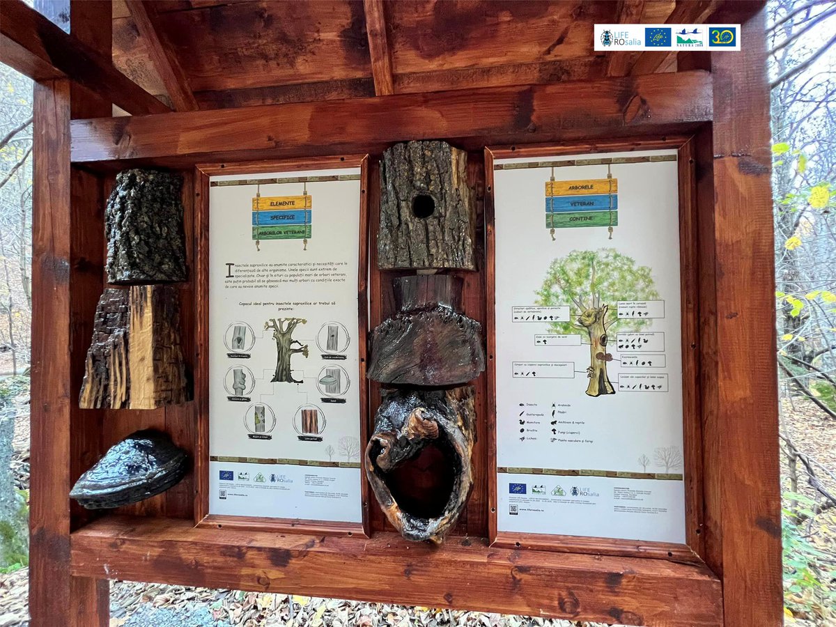 LIFENatROsalia's tweet photo. #NatureTrails in #CheileTișiței #TisiteiGorges #PutnaVranceaNaturalPark
The world of #SaproxylicInsects 🪲🏞️
#Rosalia_alpina #Cerambyx_cerdo #Morimus_funereus #Osmoderma_ermita #Lucanus_cervus
#EducationalTrails #interactive #biodiversity #conservation #LifeROsalia #LIFENature https://t.co/BsnmJNaeFC