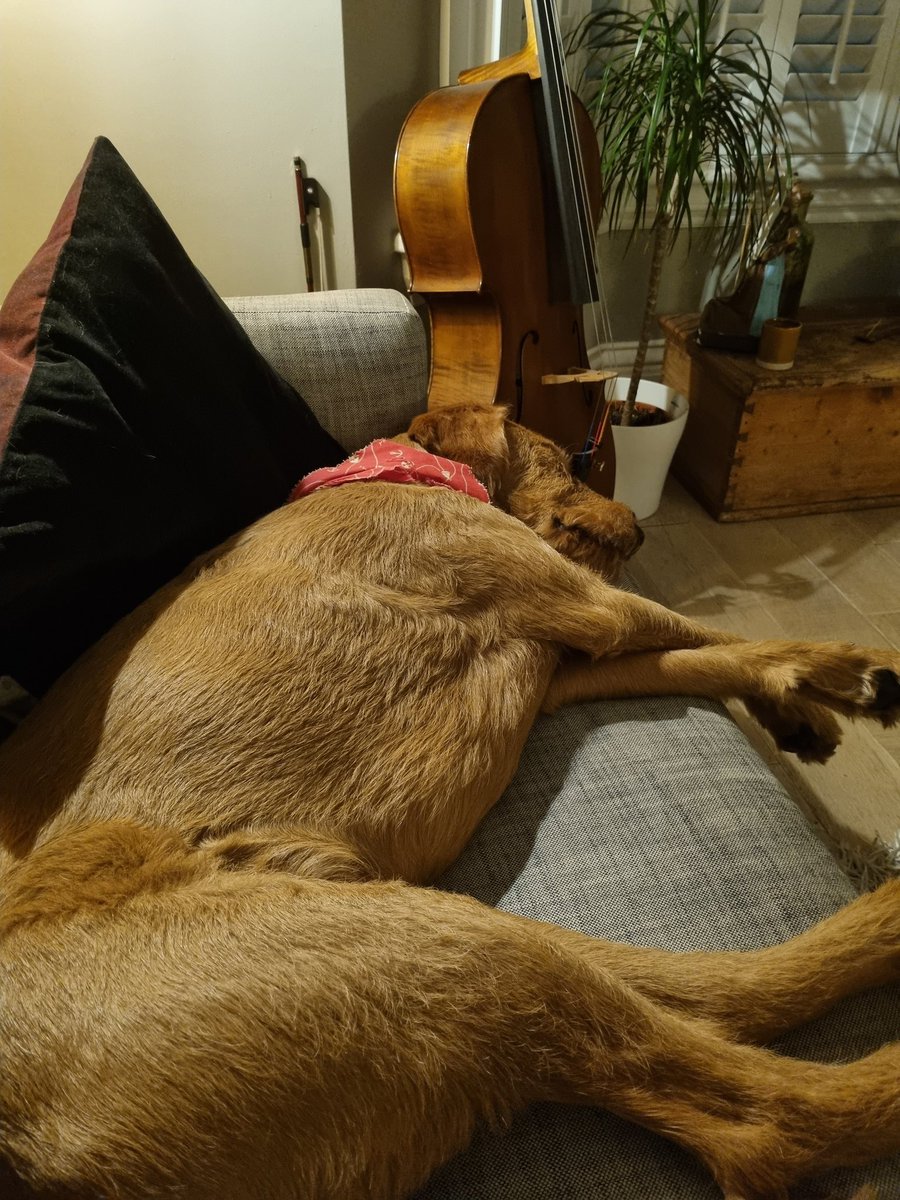 comms2point0's tweet image. Happy Friday, Team
How are you?

It&apos;s time to share your #CommsPets pics

Here&apos;s Brodie who is *still* not allowed on the sofa...