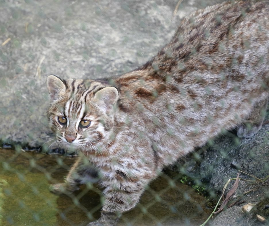 tama080707's tweet photo. お水に入るから見ていてね〜😸
2023/9/5📷
#東山動植物園   
#ツシマヤマネコ 
#したる  #志多留
#higashiyamazooandbotanicalgardens 
#tsushimaleopardcat 
#Shitaru https://t.co/DDrAYfhyPc
