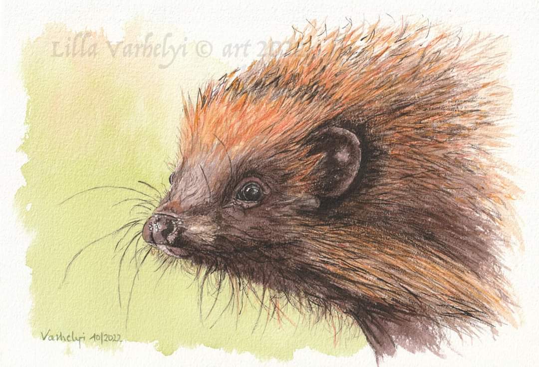 LillaVarhelyi's tweet photo. Mein Igelbild sucht ein neues Zuhause .Bei wem darf es einziehen? #Auktion heute bis 22:00 Uhr Startpreis 50 Euro. Unikat #Tuschebild 18x26 #kunstkaufen #igel #hedgehog #tierliebe #geschenkidee #ichliebetiere #tierzeichnung #tierportrait #animalart #artforsale #kleineKunstklasse https://t.co/6RGYdOTTFG