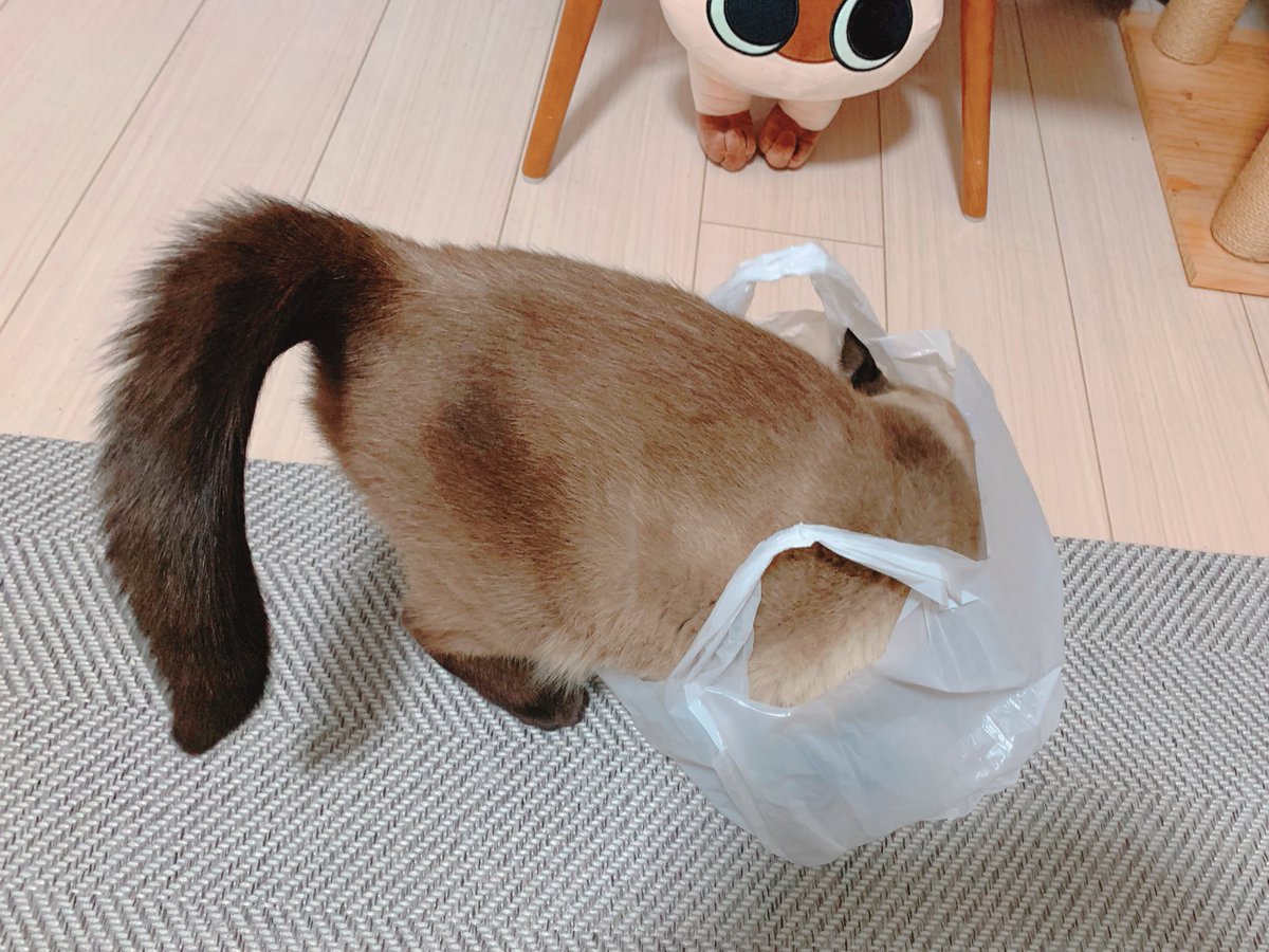 yamanobejin's tweet photo. たのしいかい☺️ https://t.co/rK9ZCAtPXu