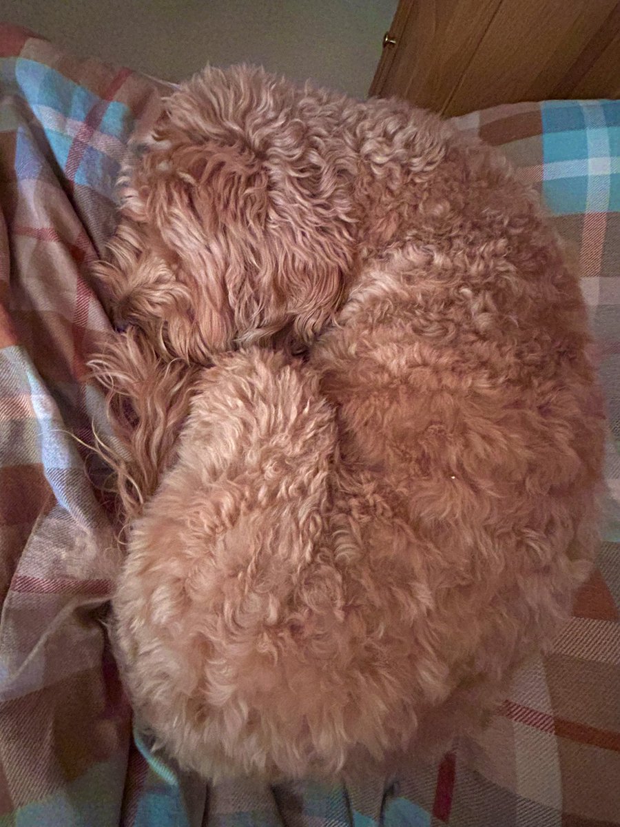 DogDougDog's tweet image. Mum has lost her voice (hooray 🤭) so is staying in bed . I have croissanted beside her. #cosy #soquiet