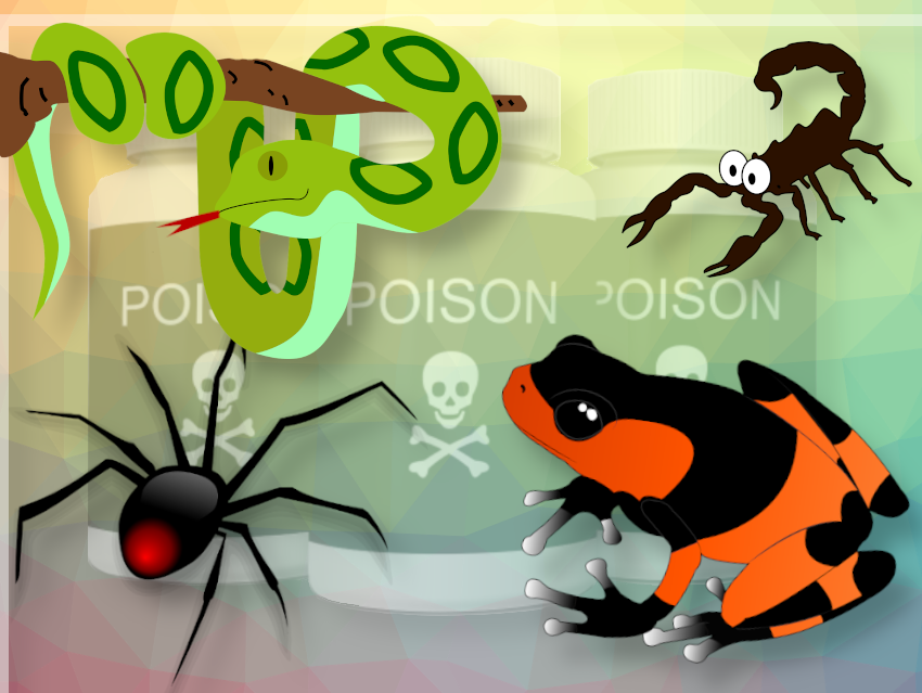 ChemistryViews's tweet photo. 🐍🕷️🧪🔬Learn more about how animal toxins could be a powerful tool for a sustainable future
"venomics" is a new research field emerging 
#healingwithvenom #biopesticides #venomics 
https://t.co/6v14ePhIXL https://t.co/GDhsX5LQOd
