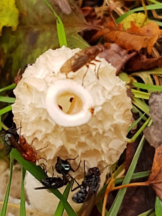 gisteren houtsberg en omg; mooie stinkzwam maar de insecten snoepen er volop van 🪰