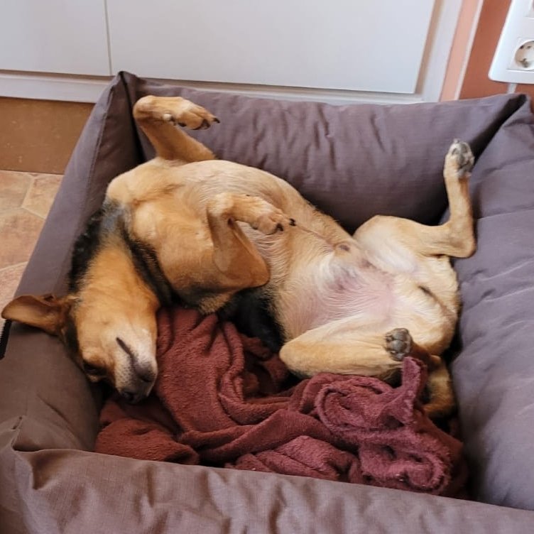 aroiiss's tweet photo. sube una foto de tu mascota y del personaje en el que esté inspirado su nombre🪄 https://t.co/GWWzt8ExQZ